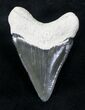 Sharp, Serrated Bone Valley Megalodon Tooth #20659-1